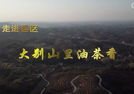 走進(jìn)縣區(qū)丨大別山里油茶香