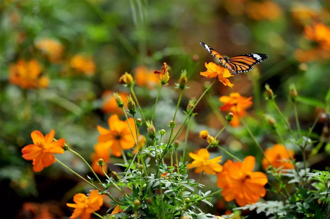 微信圖片_20200527101642.jpg 微信圖片_20200527101642.jpg