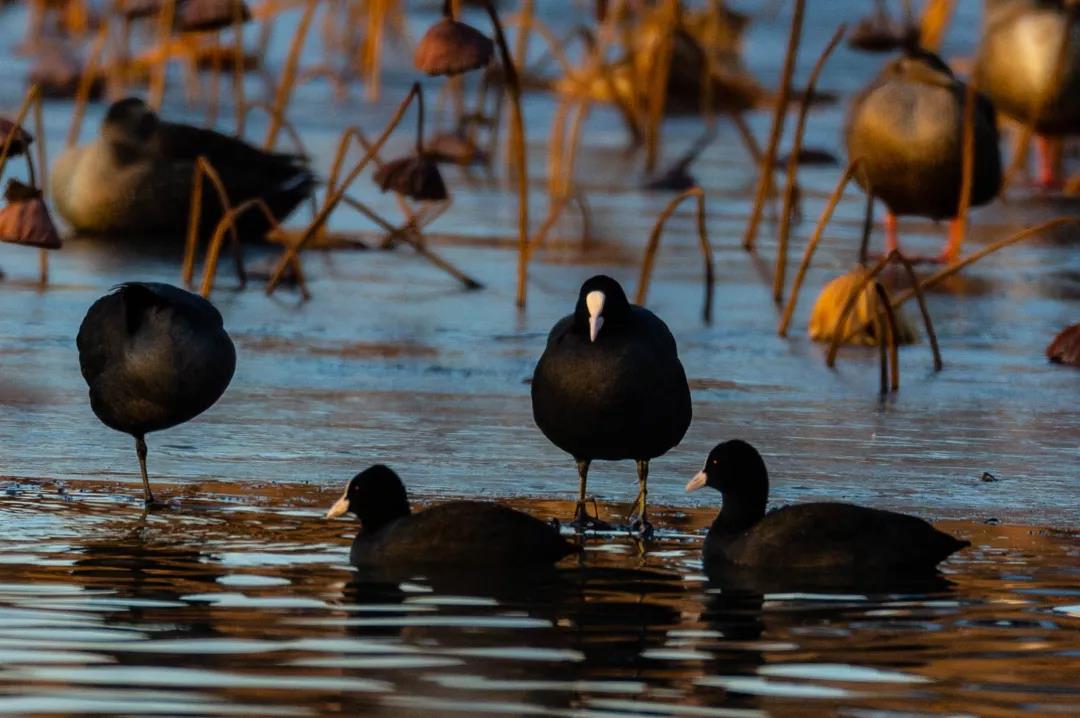 微信圖片_20200609150005.jpg 微信圖片_20200609150005.jpg