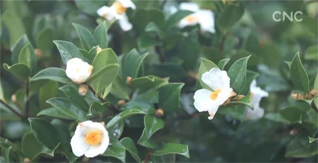 6372643858555186329296356.jpg 6372643858555186329296356.jpg