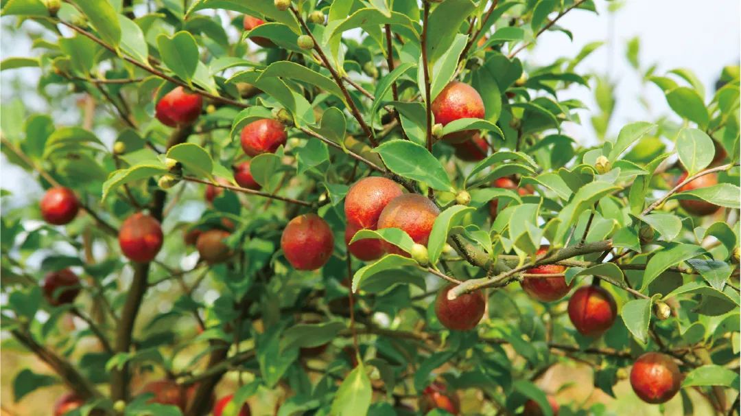 助農(nóng)脫貧 | 東旭藍(lán)天用小茶果撬動(dòng)大經(jīng)濟(jì)