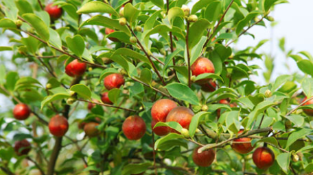 品牌升級(jí) | 新年穿“新裝”，大別山茶油cue你買它買它