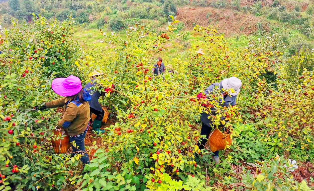 WechatIMG1536.jpeg WechatIMG1536.jpeg