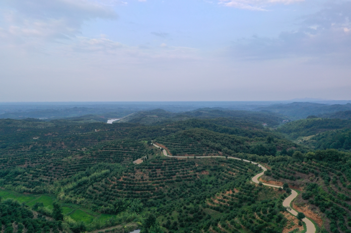 小茶果激活大產(chǎn)業(yè)｜特色產(chǎn)業(yè)為引擎 東旭藍(lán)天精準(zhǔn)發(fā)力鄉(xiāng)村振興