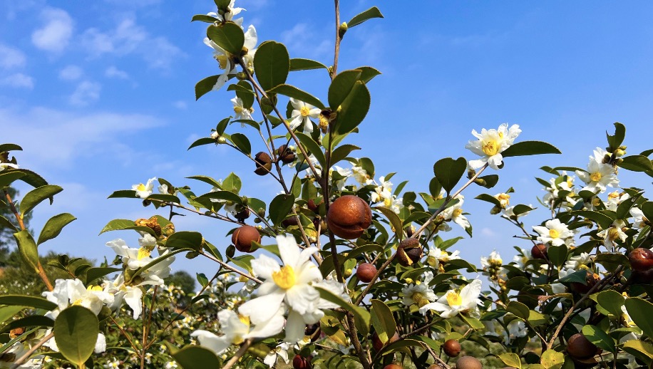 興農(nóng)惠農(nóng)助力鄉(xiāng)村振興｜大別山油茶豐收采摘忙 碩果累累助增收